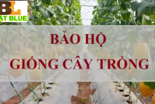 Bảo hộ quyền đối với giống cây trồng tại Thanh Hóa