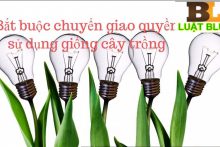 Thủ tục chuyển giao quyền sử dụng giống cây trồng được bảo hộ theo quyết định bắt buộc tại Thanh Hóa