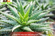 Đình chỉ văn bằng bảo hộ giống cây trồng